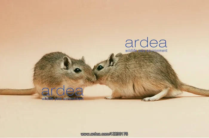 : GERBIL : GERBIL
