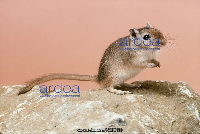  : GERBIL with front paws raised