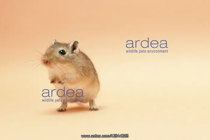 : GERBIL - Standing on back legs : GERBIL - Standing on back legs