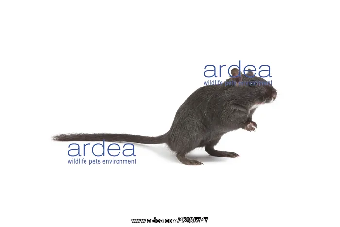  : Gerbil - in studio
