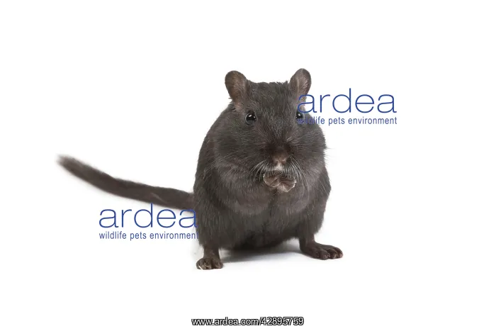  : Gerbil - in studio
