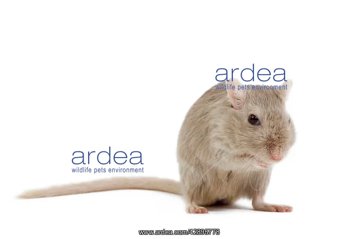  : Gerbil - in studio