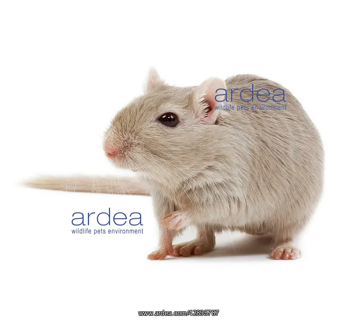  : Gerbil - in studio