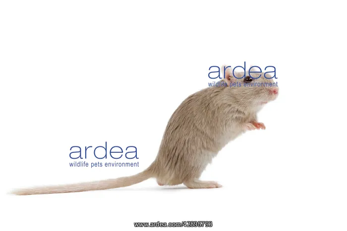  : Gerbil - in studio