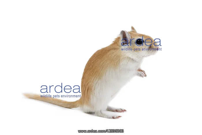  : Gerbil - in studio