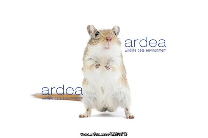  : Gerbil - in studio