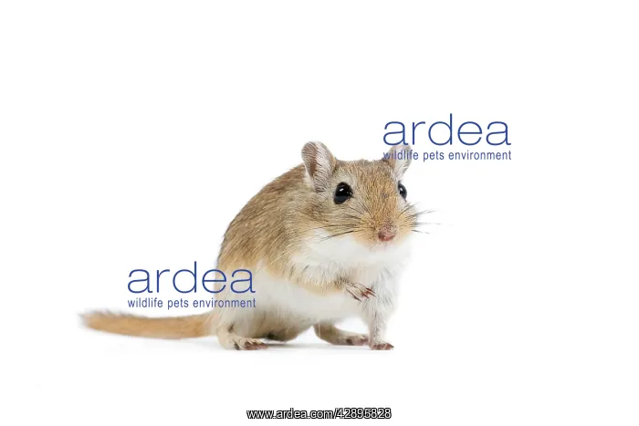  : Gerbil - in studio