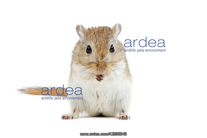  : Gerbil - in studio