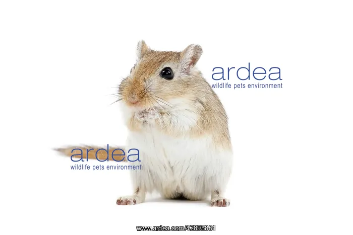 : Gerbil - in studio