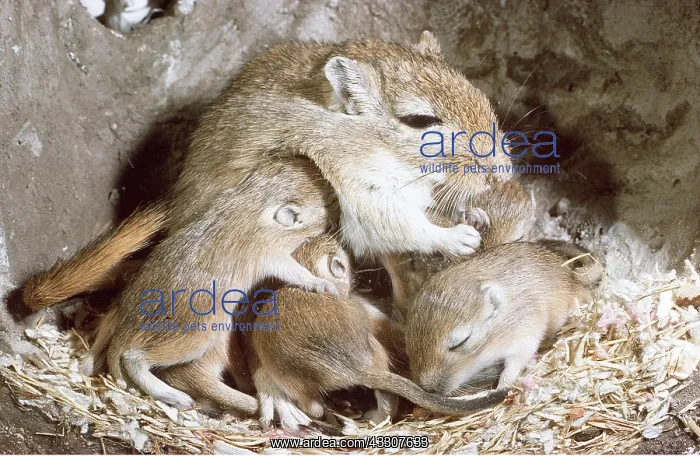 : GERBIL - suckling babies in nest : GERBIL - suckling babies in nest