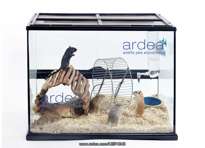  : Gerbils - in glass tank
