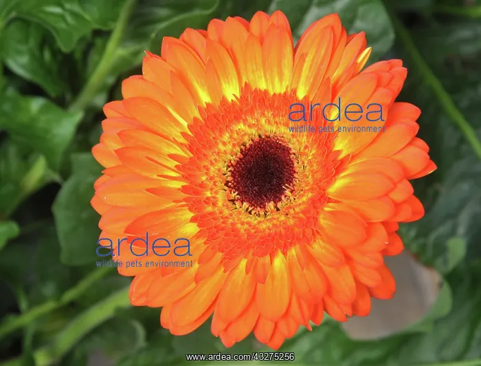 : Gerbora flower, variety Volcano; popular garden : Gerbora flower, variety Volcano; popular garden