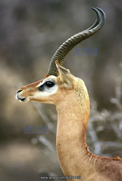 : Gerenuk (Litocranius walleri). Samburu National Park - Kenya - Africa : Gerenuk (Litocranius walleri). Samburu National Park - Kenya - Africa