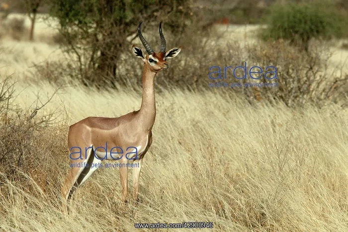  : Gerenuk (Litocranius walleri). Samburu National Park - Kenya - Africa