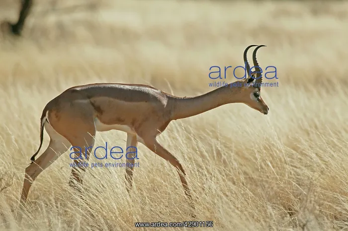 : Gerenuk (Litocranius walleri). Samburu National Park - Kenya - Africa : Gerenuk (Litocranius walleri). Samburu National Park - Kenya - Africa
