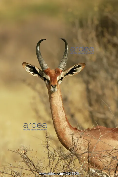 : Gerenuk (Litocranius walleri). Samburu National Park - Kenya - Africa : Gerenuk (Litocranius walleri). Samburu National Park - Kenya - Africa