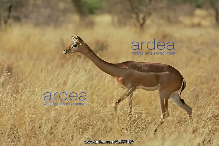 : Gerenuk (Litocranius walleri). Samburu National Park - Kenya - Africa : Gerenuk (Litocranius walleri). Samburu National Park - Kenya - Africa