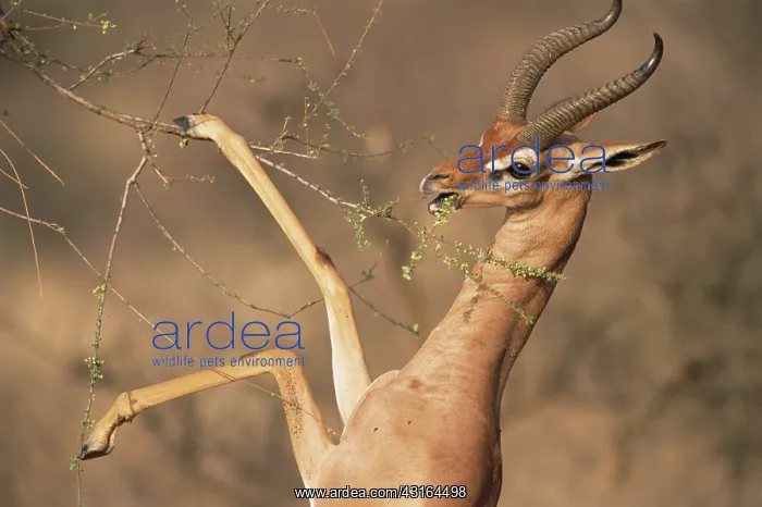 : Gerenuk (Litocranius walleri) browsing on acacia tree, Kenya, Samburu National Reserve : Gerenuk (Litocranius walleri) browsing on acacia tree, Kenya, Samburu National Reserve