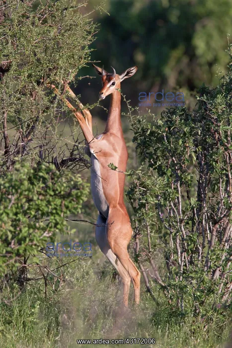 : Gerenuk. Male Gerenuk (Litocranius walleri) standing on hind-legs to browse : Gerenuk. Male Gerenuk (Litocranius walleri) standing on hind-legs to browse