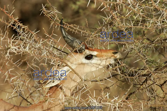 : Gerenuk - eating : Gerenuk - eating