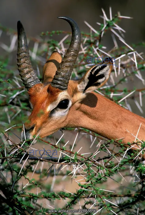 : Gerenuk - feeding : Gerenuk - feeding