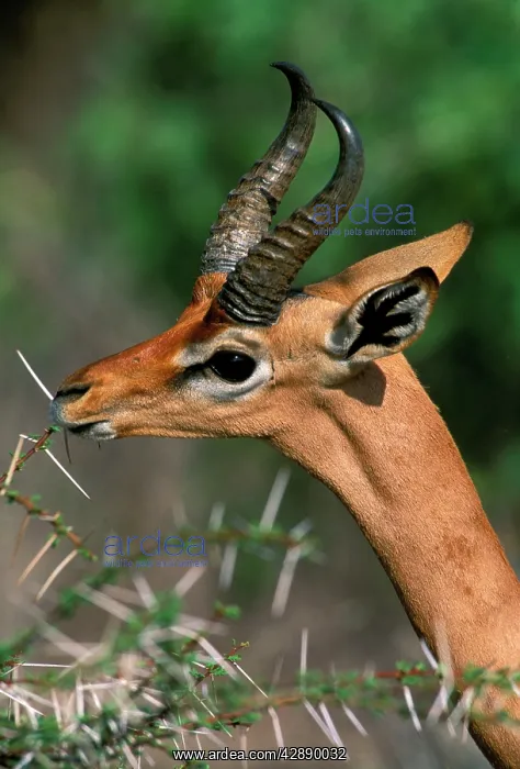 : Gerenuk - feeding : Gerenuk - feeding