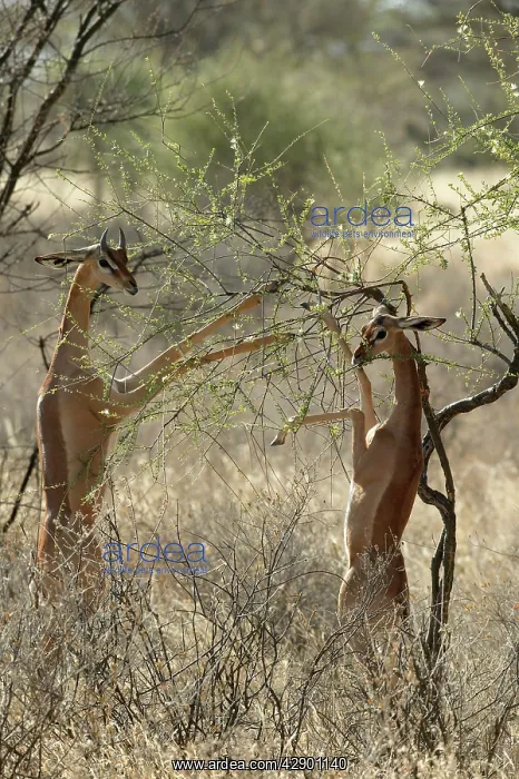 : Gerenuk - two feeding : Gerenuk - two feeding
