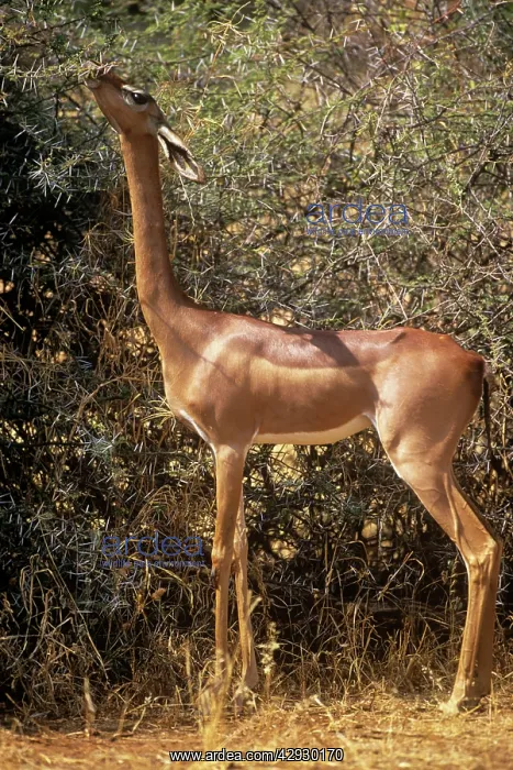 : GERENUK- feeding on leaves : GERENUK- feeding on leaves