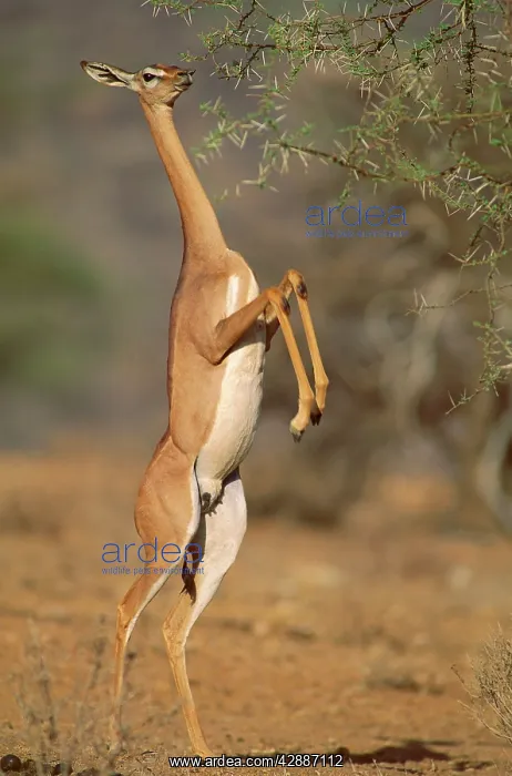  : Gerenuk - female standing on hind legs to feed