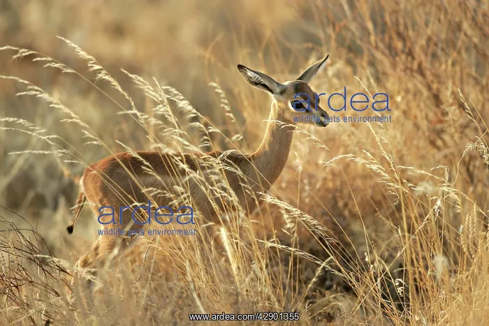 : Gerenuk - in grass : Gerenuk - in grass