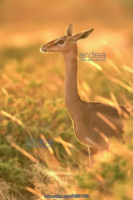 : Gerenuk - in grass, sunlit : Gerenuk - in grass, sunlit
