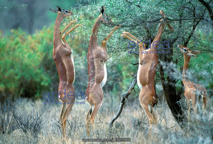 : Gerenuk - Group on hind legs, feeding : Gerenuk - Group on hind legs, feeding