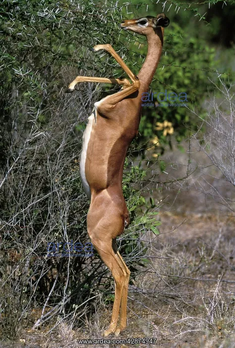 : Gerenuk - on hind legs feeding : Gerenuk - on hind legs feeding