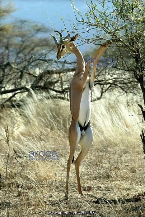 : Gerenuk - on hind legs feeding : Gerenuk - on hind legs feeding