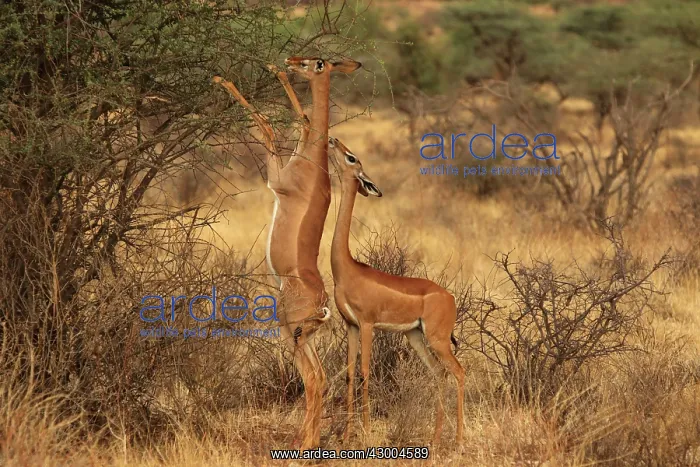 : Gerenuk on hind legs feeding : Gerenuk on hind legs feeding