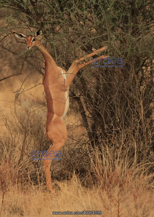: Gerenuk on hind legs feeding : Gerenuk on hind legs feeding