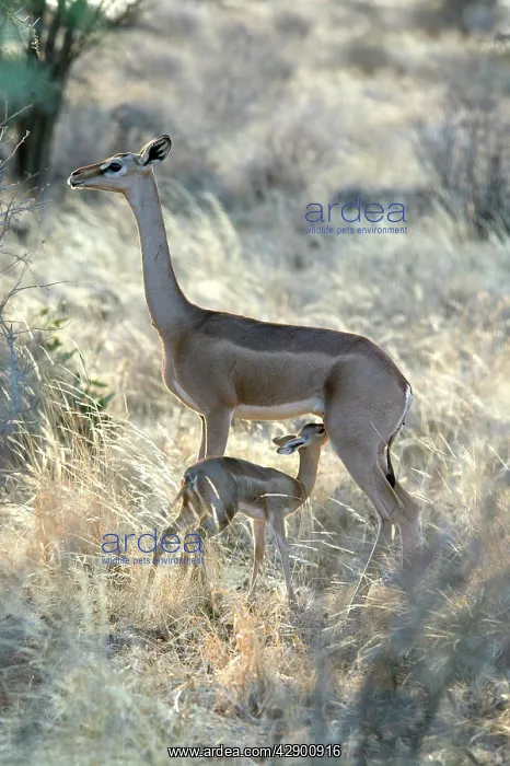 : Gerenuk - mother with baby suckling : Gerenuk - mother with baby suckling