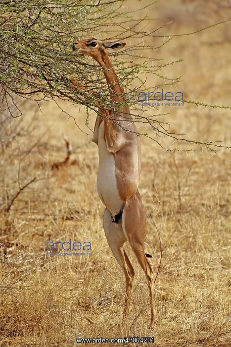 : Gerenuk standing on hind legs browsing on : Gerenuk standing on hind legs browsing on
