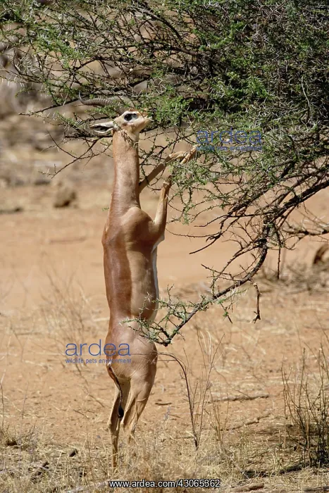 : Gerenuk standing on hind legs browsing on : Gerenuk standing on hind legs browsing on