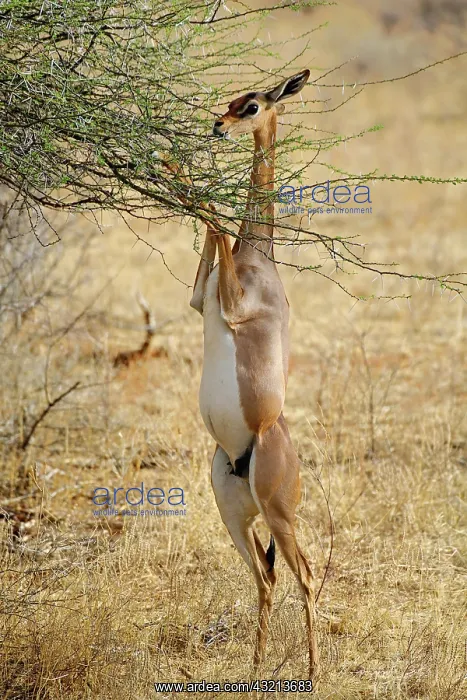 : Gerenuk standing on hind legs browsing on : Gerenuk standing on hind legs browsing on