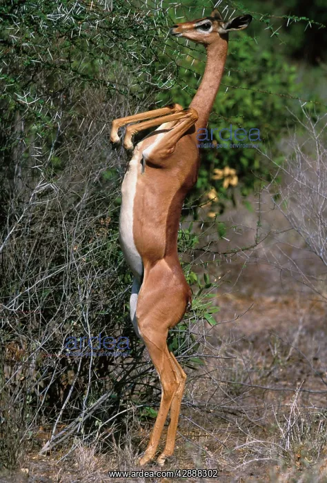 : Gerenuk - Standing on hind legs, feeding : Gerenuk - Standing on hind legs, feeding