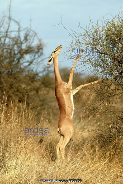 : Gerenuk - standing on hind legs to reach branches to eat : Gerenuk - standing on hind legs to reach branches to eat
