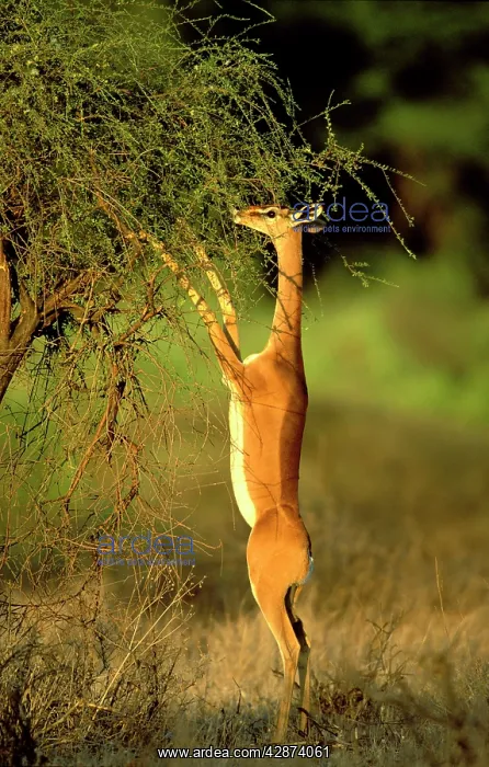 : Gerenuk - standing to reach vegetation