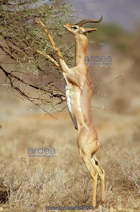  : Gerenuk - stretching on hind legs to reach vegetation