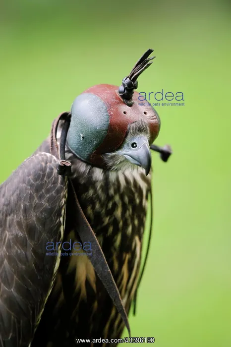 : Gerfalcon x Saker falcon hybrid (Falco rusticolus : Gerfalcon x Saker falcon hybrid (Falco rusticolus