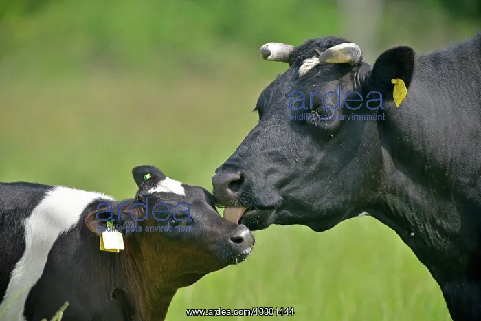 : German black and white lowland cattle (Bos primigenius : German black and white lowland cattle (Bos primigenius