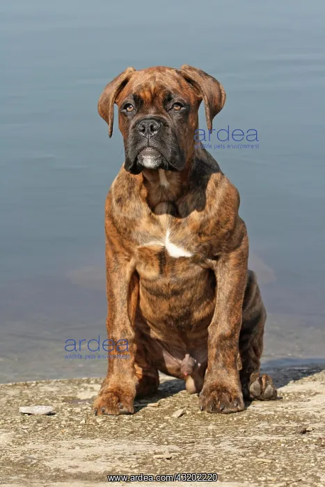  : German Boxer, 4 months, sitting on lakefront Deutscher
