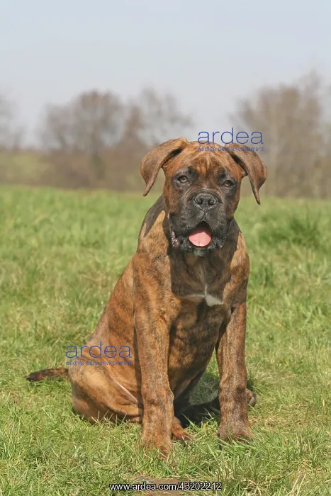: German Boxer, 4 months, sitting on a lawn Deutscher : German Boxer, 4 months, sitting on a lawn Deutscher