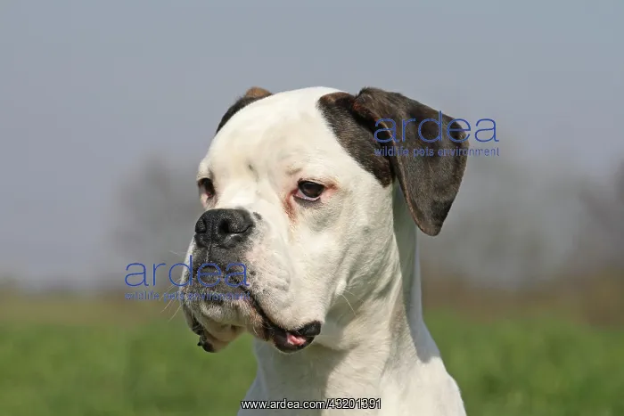 : German Boxer, 8 months, portrait Deutscher Boxer : German Boxer, 8 months, portrait Deutscher Boxer