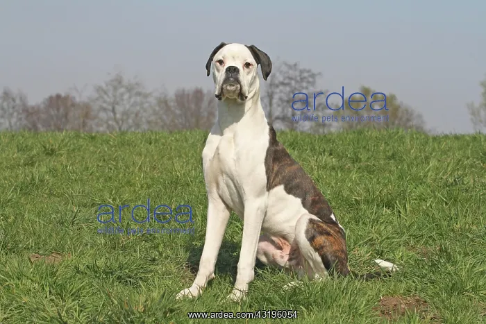 : German Boxer, 8 months, sitting on a meadow Deutscher : German Boxer, 8 months, sitting on a meadow Deutscher